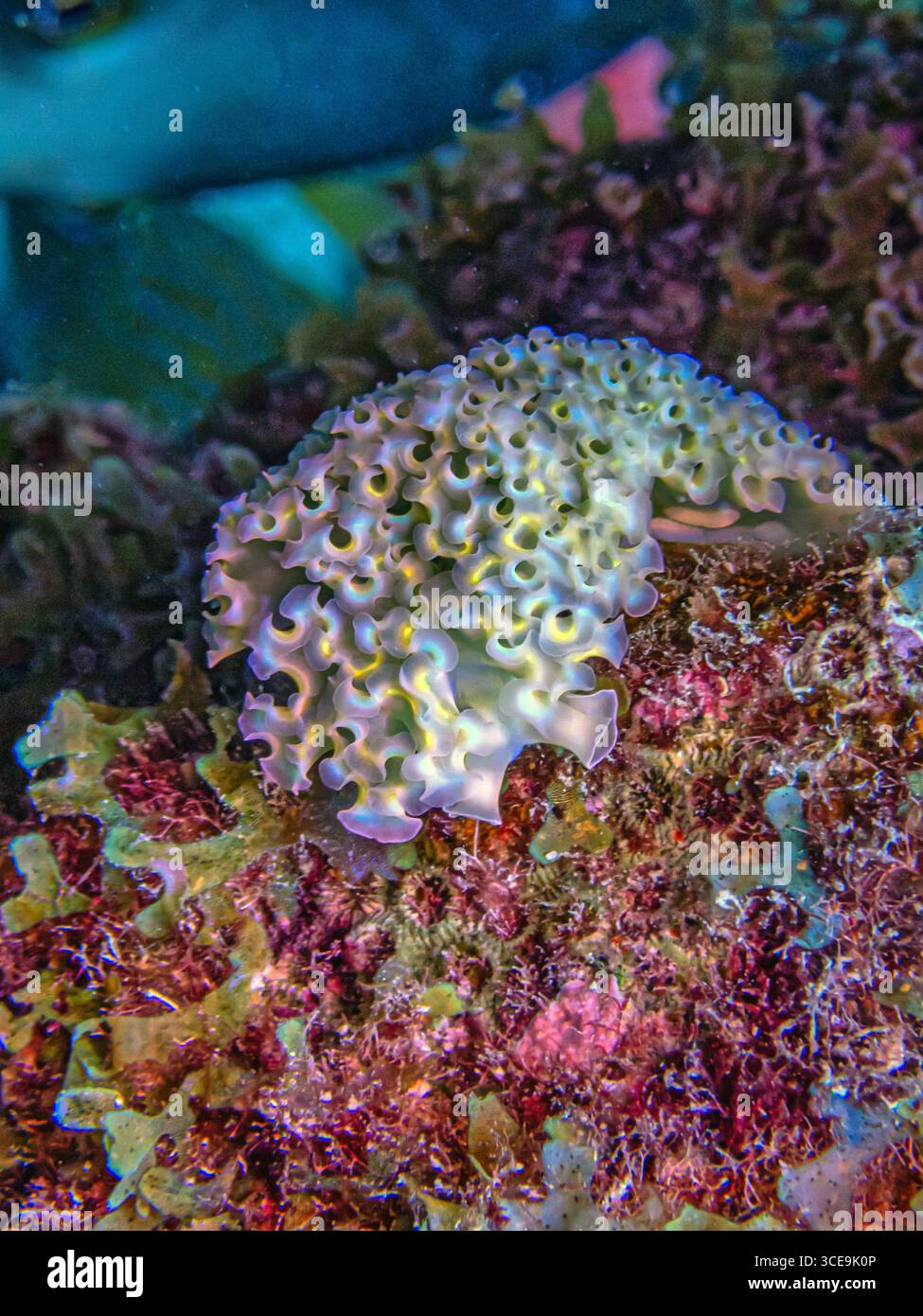 L'elysia crispata, nom commun la laitue de mer ou la laitue, est une grande et colorée espèce de la mer, un mollusque de gastropode marine. Banque D'Images