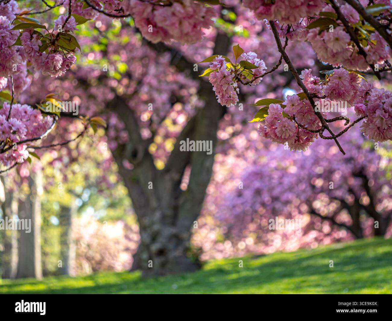 Cerisier japonais en fleurs au début du printemps dans Central Park, New York City Banque D'Images