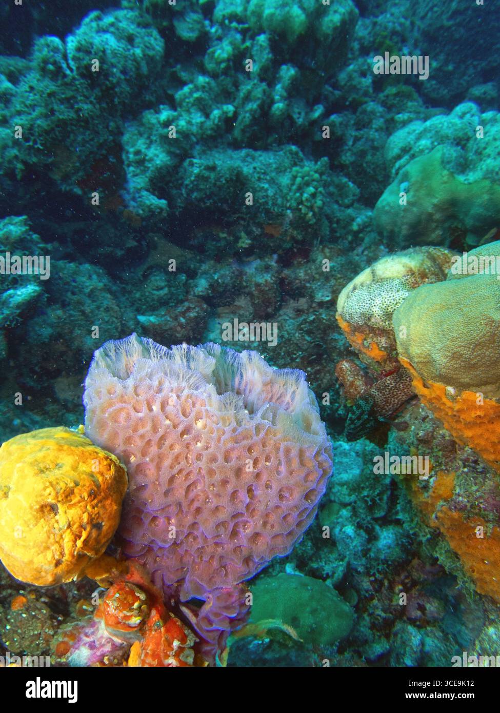 Callyspongia plicifera, l'éponge de vase azur, est une espèce d'éponge de mer appartenant à la famille des Callyspongidae Banque D'Images