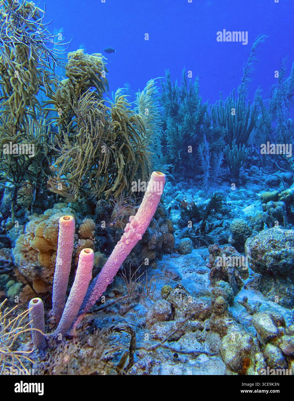 Récif corallien sous-marin au large des côtes de l'île de Bonaire dans les Caraïbes Banque D'Images