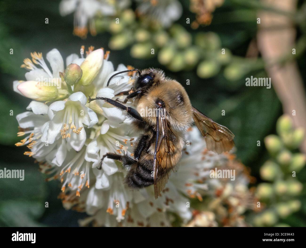 Bourdon, Bourdon, genre Bombus, partie d'Apidae, l'une des familles d'abeilles. Banque D'Images