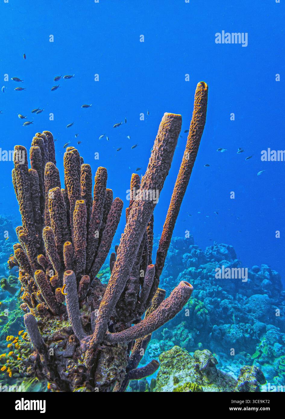 Récif corallien sous-marin au large des côtes de l'île de Bonaire dans les Caraïbes Banque D'Images