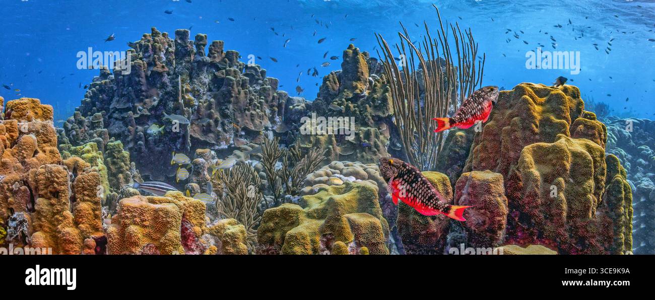Récif corallien sous-marin au large des côtes de l'île de Bonaire dans les Caraïbes Banque D'Images