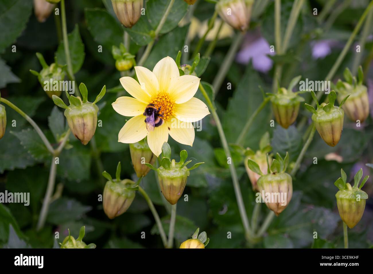 Bourdon de queue blanche sur un dahlia jaune en été, gros plan Banque D'Images