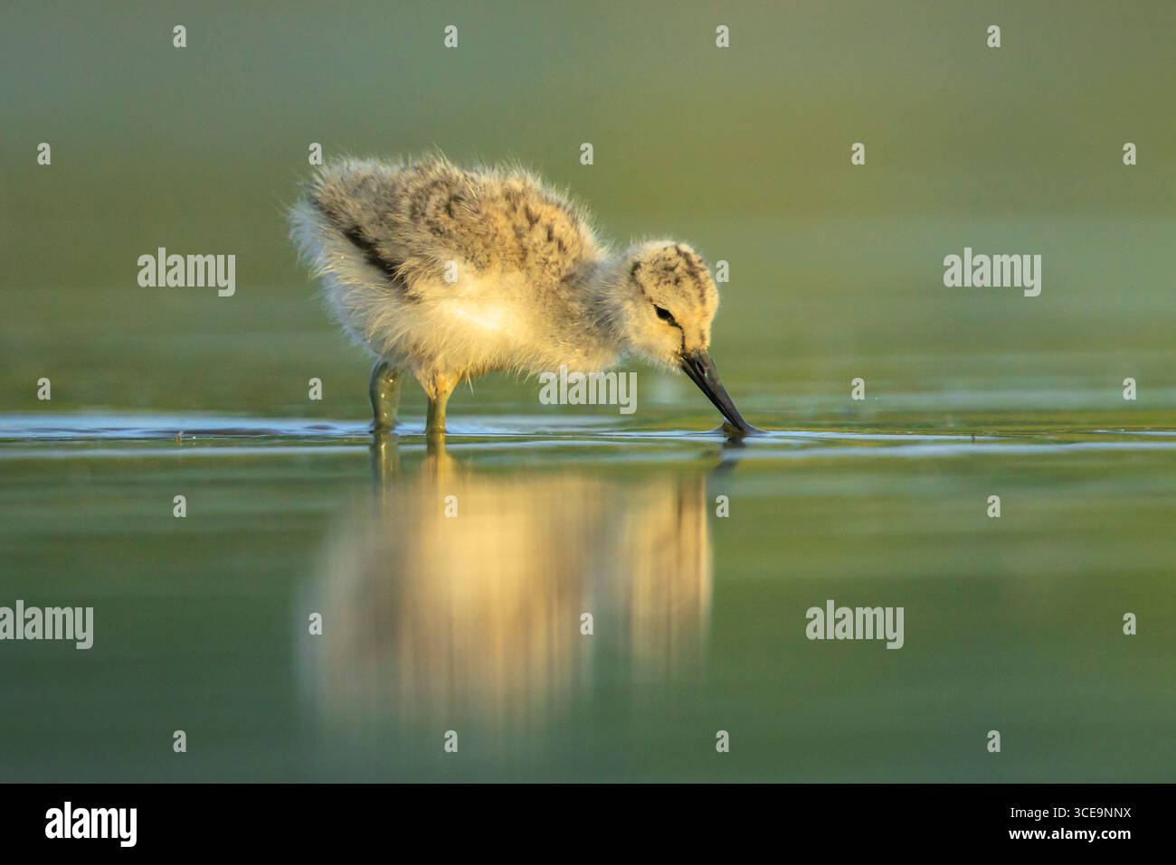 Pied Avocet Recurvirostra avosetta échassier oiseau poussin buvant dans l'eau. Banque D'Images
