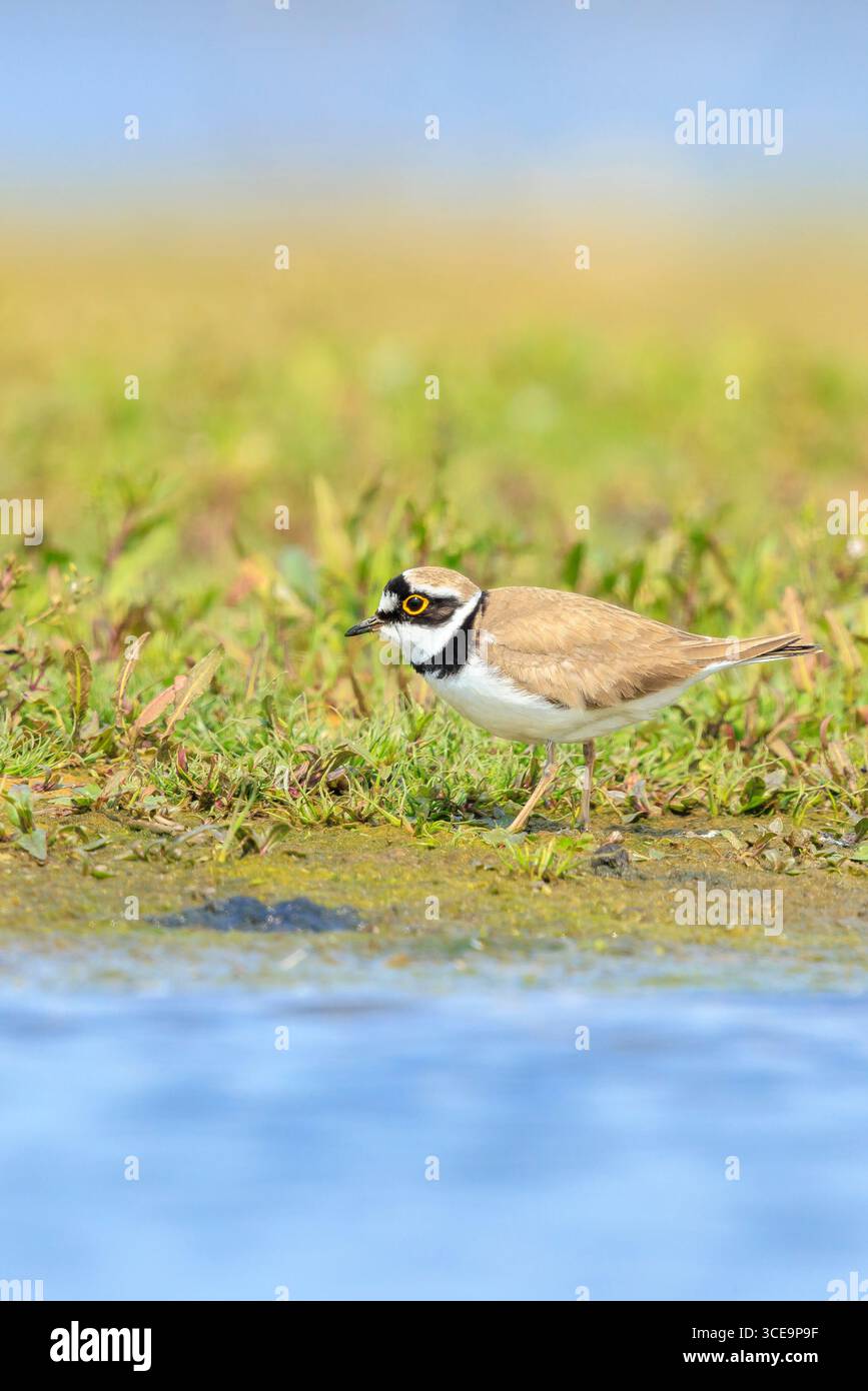 Gros plan d'un petit pluvier annelé, Charadrius dubius, fourragé sur le sol Banque D'Images