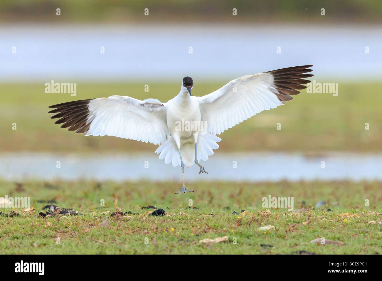 Gros plan d'un pied Avocet, Recurvirostra avosetta, fourragé dans l'eau bleue Banque D'Images