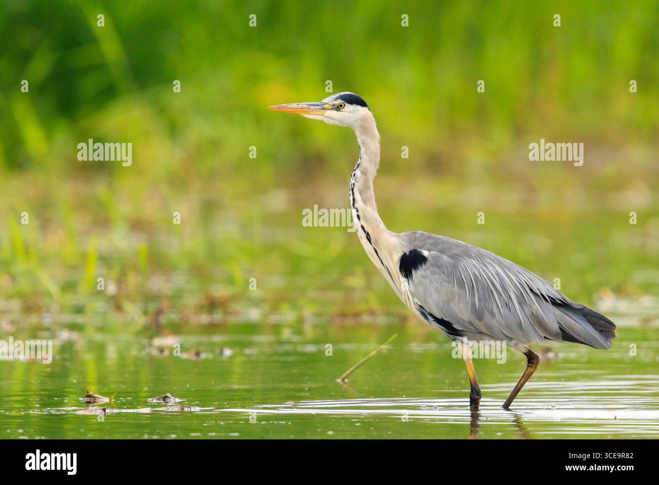 Gros plan d'un héron gris, Ardea cinerea, pêche sur un lac Banque D'Images