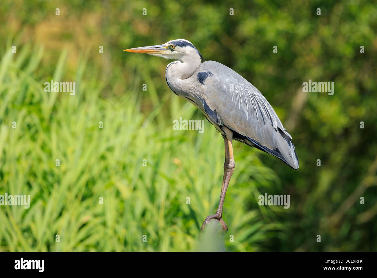Gros plan d'un héron gris, Ardea cinerea, pêchant sur un lac. Banque D'Images