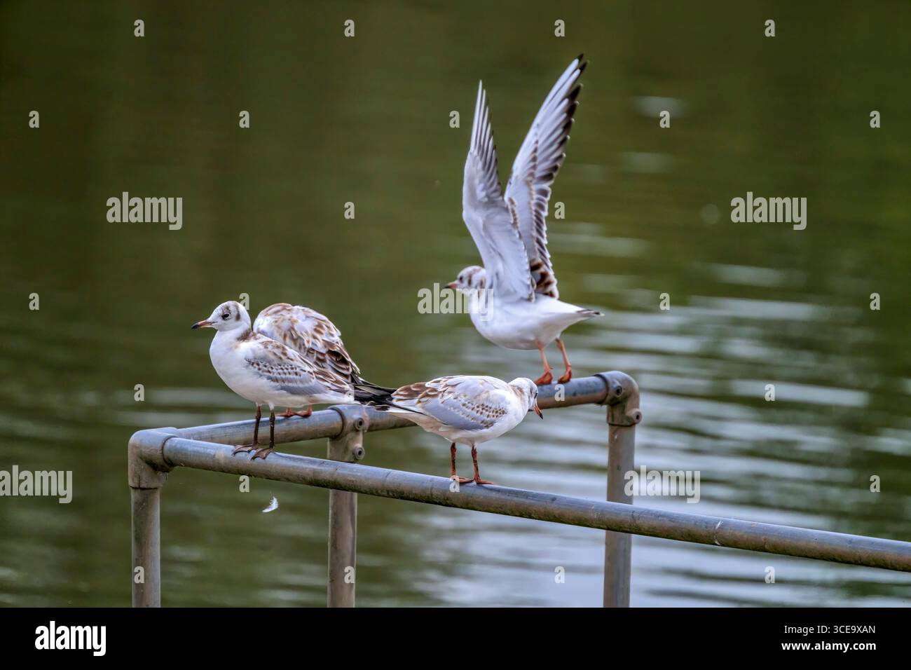 Goélands juvéniles à tête noire debout sur le rail au bord du lac Chew Valley, North Somserset, Royaume-Uni Banque D'Images