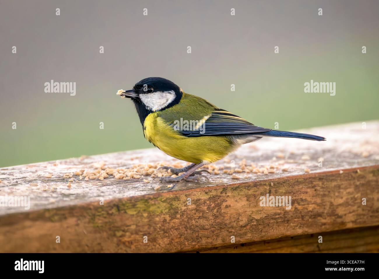 Great Tit on Frosty Morning manger des graines d'oiseau de clôture en bois pris dans Somerset avec de la nourriture dans le bec Banque D'Images