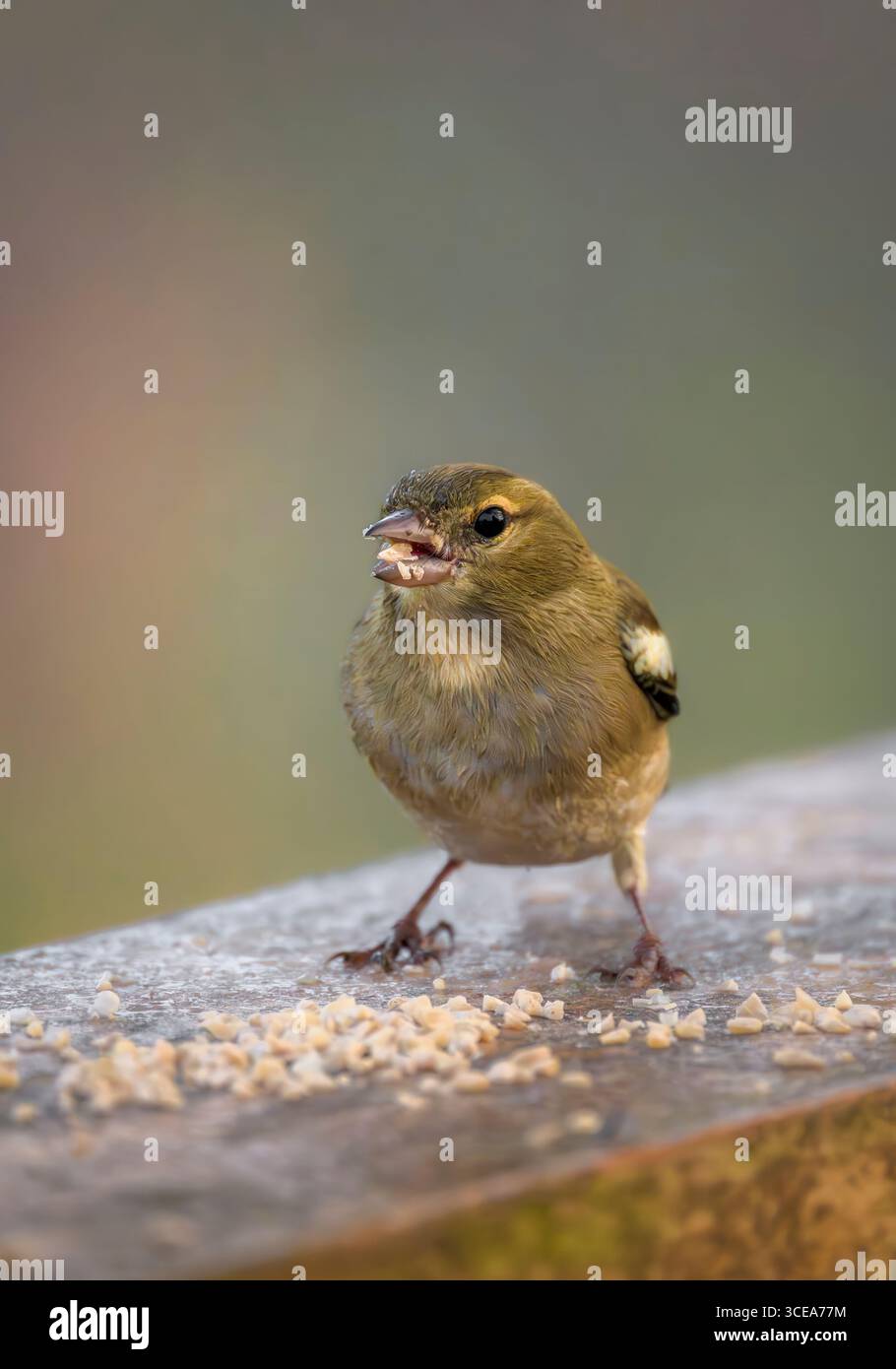 Chaffinches femelle mangeant des graines d'oiseau de poteau de clôture sur un matin ensoleillé glacial sur les niveaux Somerset, Royaume-Uni Banque D'Images