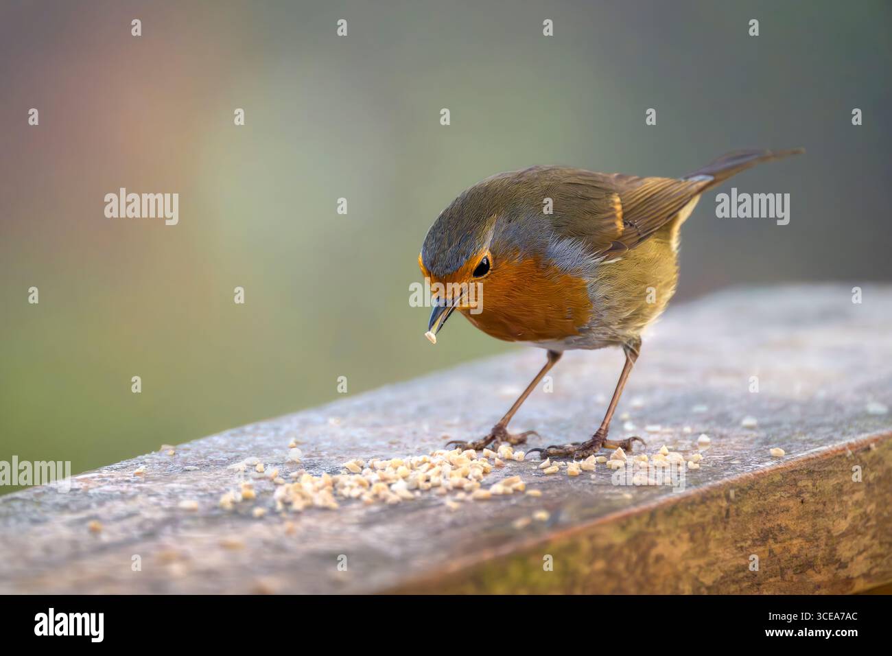 Robin se nourrissant de graines d'oiseaux sur le poteau de clôture le matin d'hiver sur les niveaux Somerset, Royaume-Uni Banque D'Images
