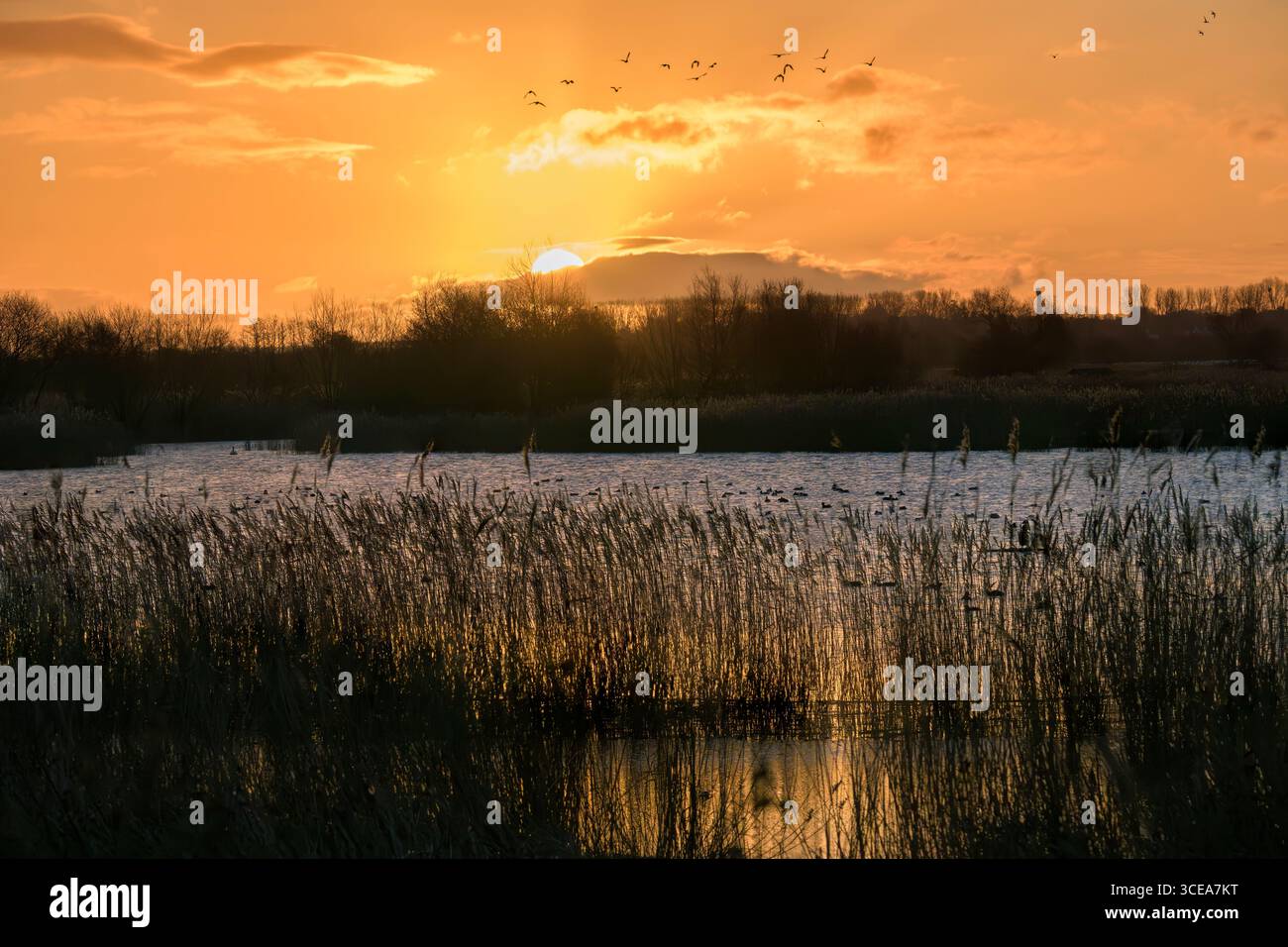 Lever de soleil vif à la réserve naturelle de Ham Wall, Meare avec des roseaux et des canards sur l'eau sur les niveaux du Somerset en hiver Banque D'Images