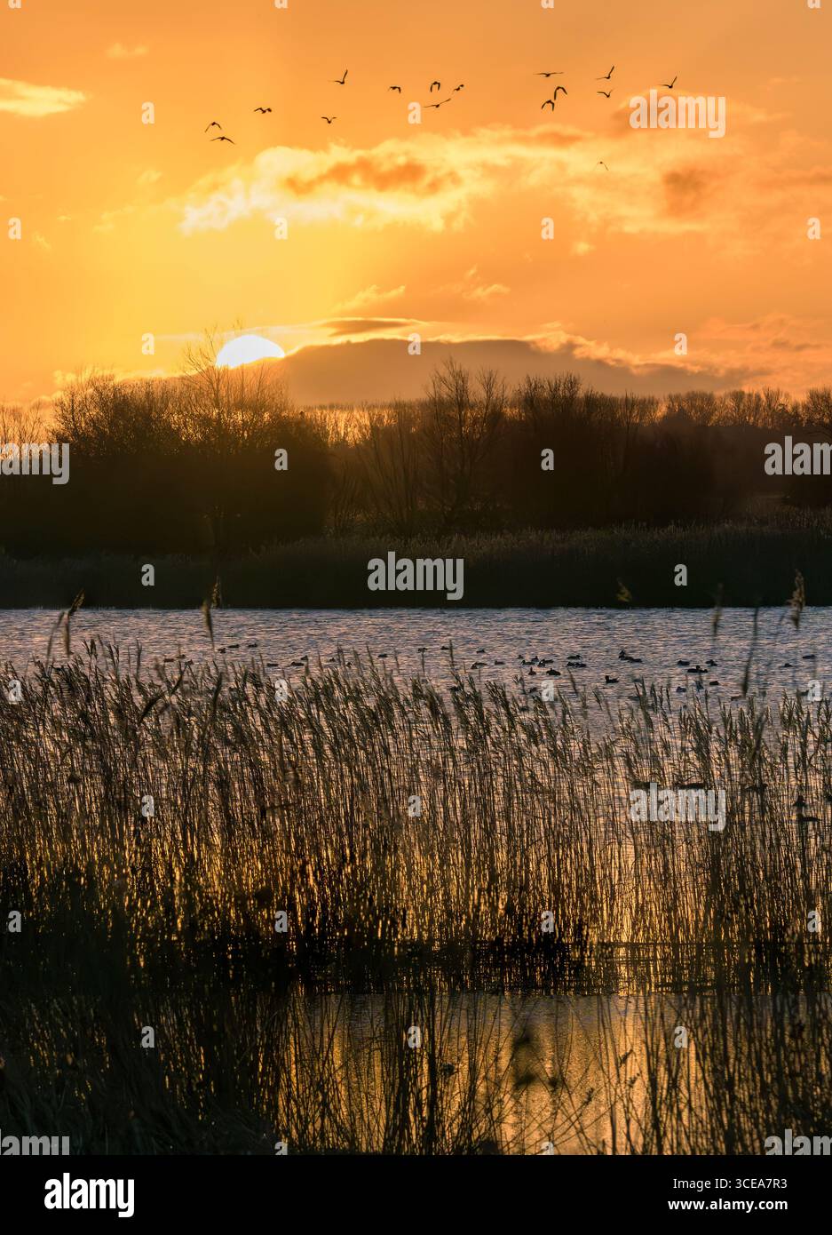 Lever de soleil vif à la réserve naturelle de Ham Wall, Meare avec des roseaux et des canards sur l'eau sur les niveaux du Somerset en hiver Banque D'Images