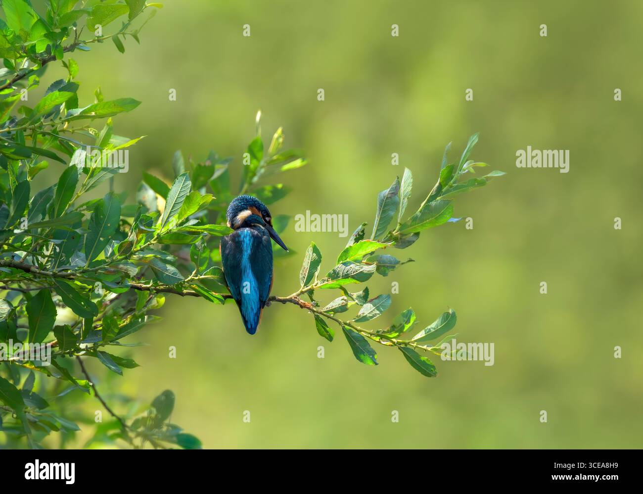 Kingfisher mâle attendant patiemment sur la branche avec un beau fond diffus, pris dans Somerset Banque D'Images