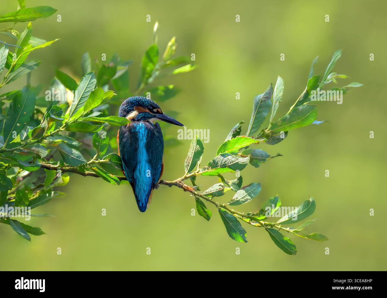 Kingfisher mâle attendant patiemment sur la branche avec un beau fond diffus, pris dans Somerset Banque D'Images