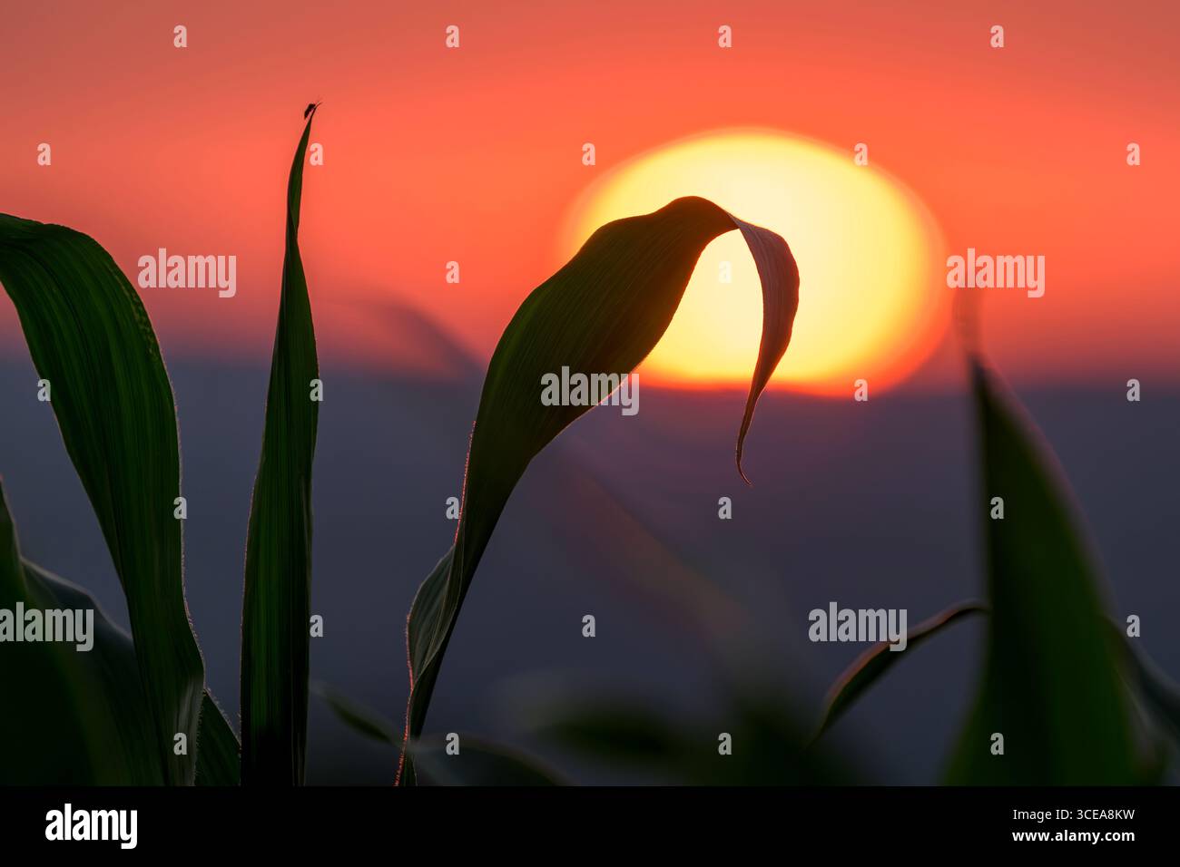 Soleil levant derrière le champ de maïs (également appelé maïs ou Zea mays) à Two Trees Rd, Bladgon, Royaume-Uni avec des feuilles tombant sur le soleil de forme écrasée Banque D'Images