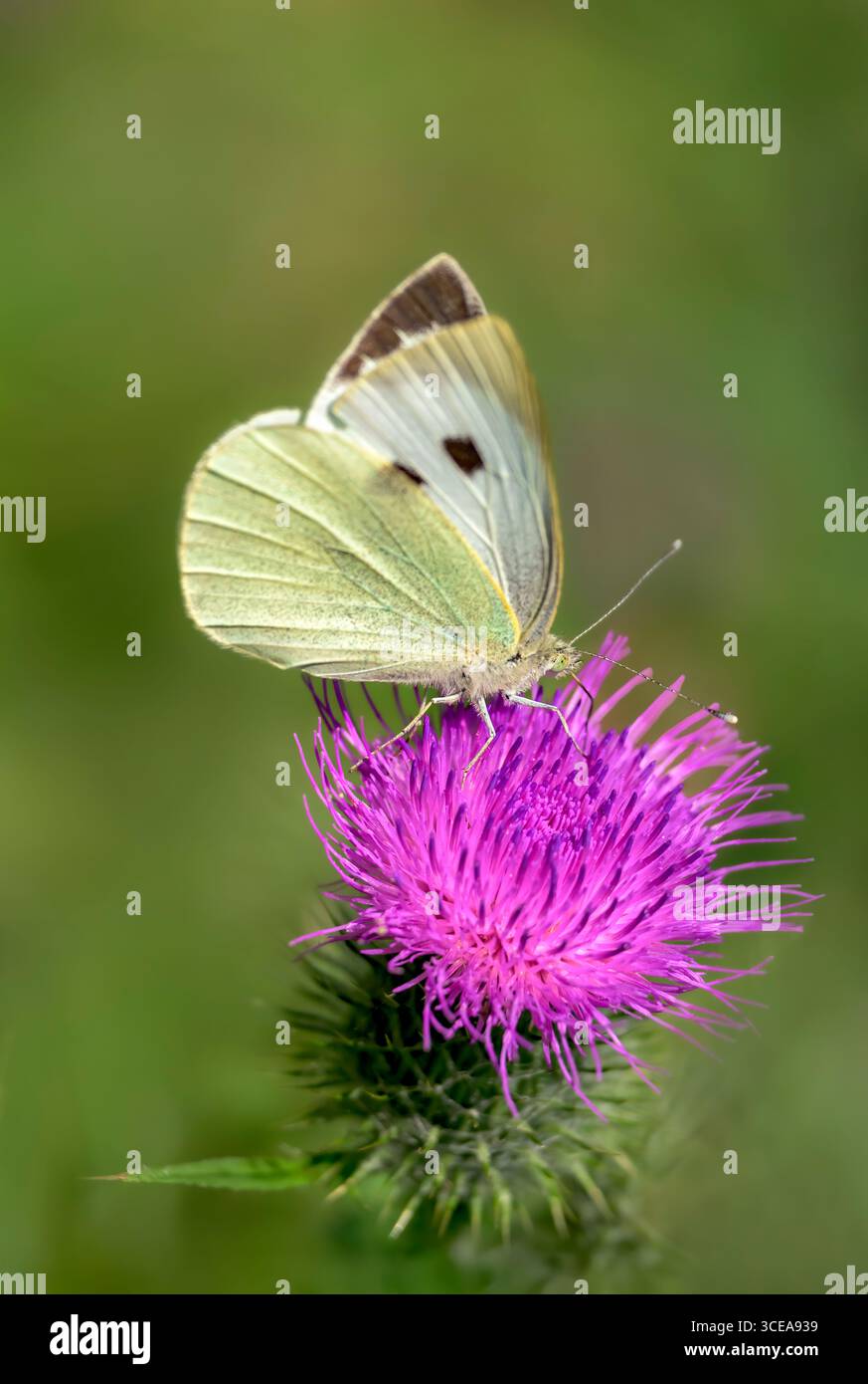 Femelle Grand papillon blanc, également appelé blanc chou, se nourrissant de chardon lance le jour ensoleillé en été Banque D'Images