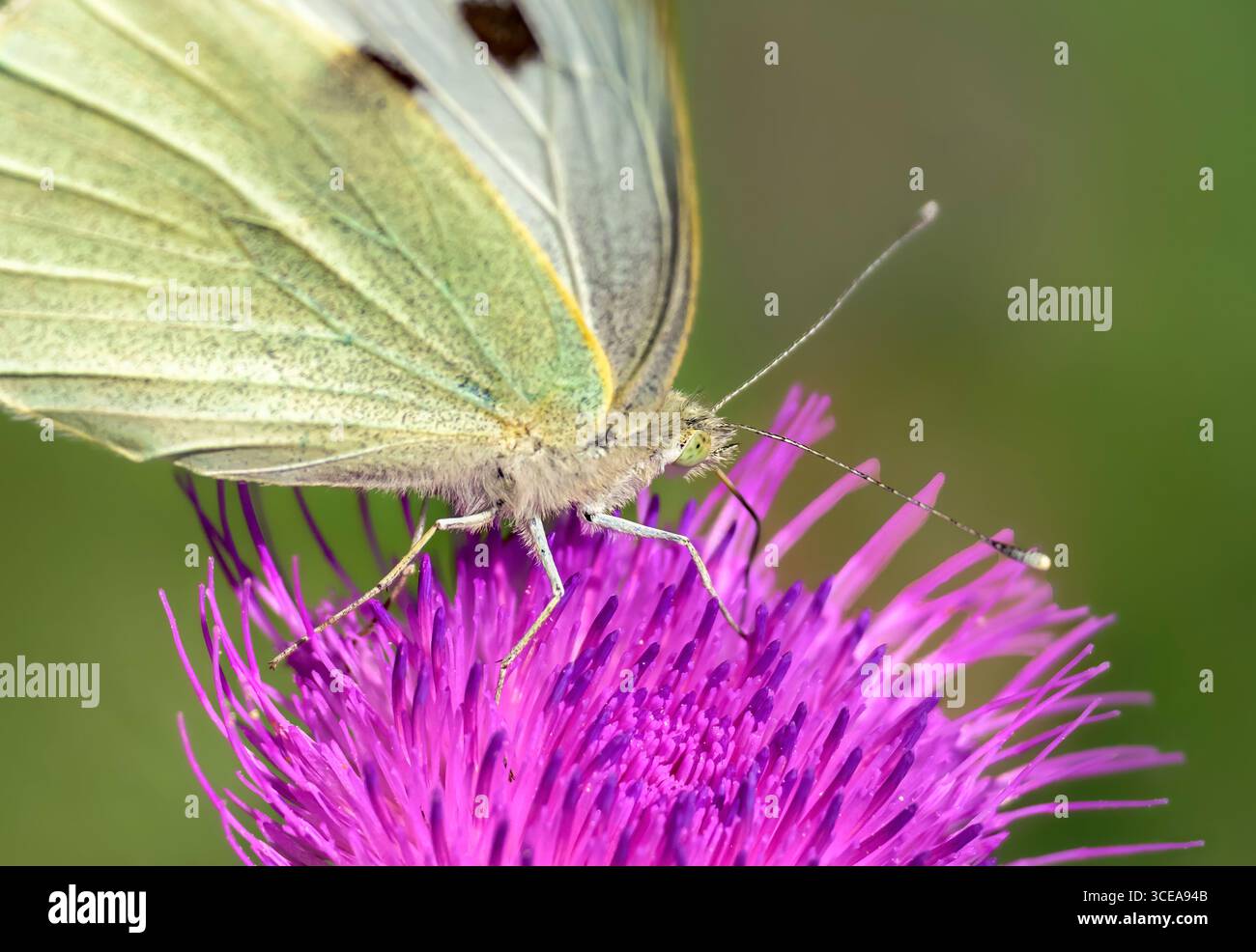 Femelle Grand papillon blanc, également appelé blanc chou, se nourrissant de chardon lance le jour ensoleillé en été Banque D'Images