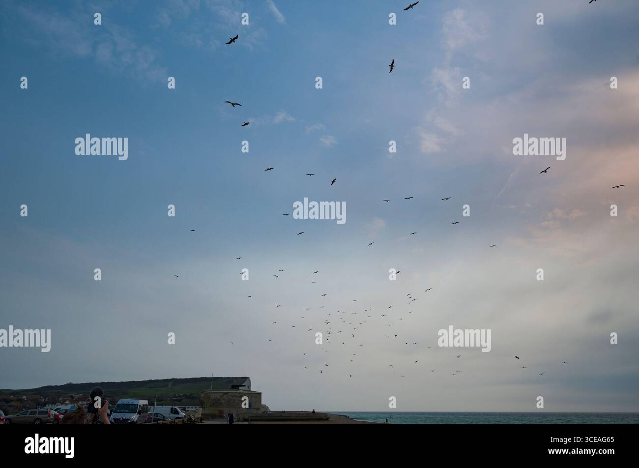 Des bandes d'oiseaux de mer dans le ciel au-dessus de Seaford Heights, District de Lewes, East Sussex, Angleterre, Royaume-Uni Banque D'Images