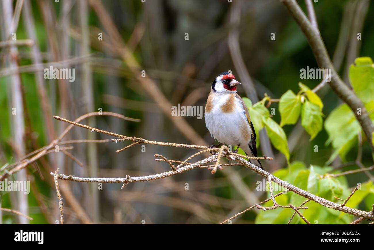 Européen Goldfinch (Carduelis carduelis) mâle sur branche d'épinette sèche regardant la caméra, forêt de Bialowieza, Pologne, Europe Banque D'Images