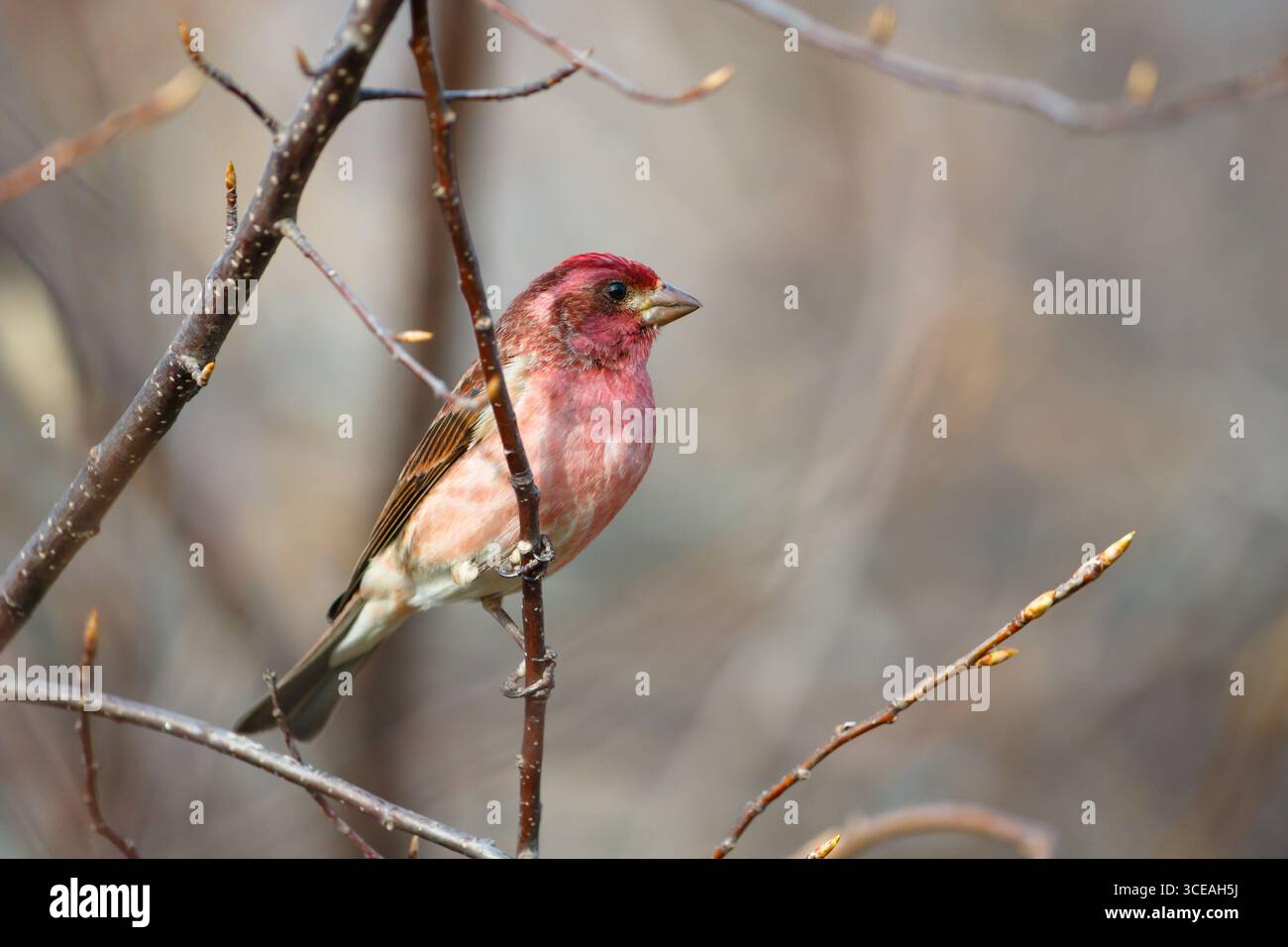 Finlandais violet (Haemorhous purpureus) dans un cadre forestier. Début du printemps, nord du Minnesota, États-Unis. Banque D'Images