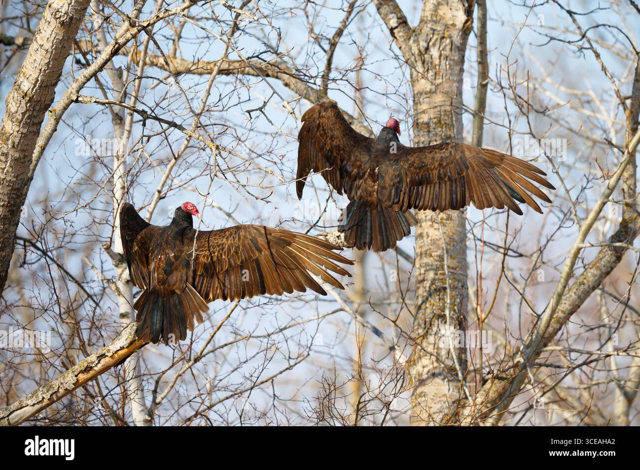 Deux vautours de dinde (Cathartes aura) se bronzant le matin. Forêt du nord du Minnesota, début du printemps. Banque D'Images