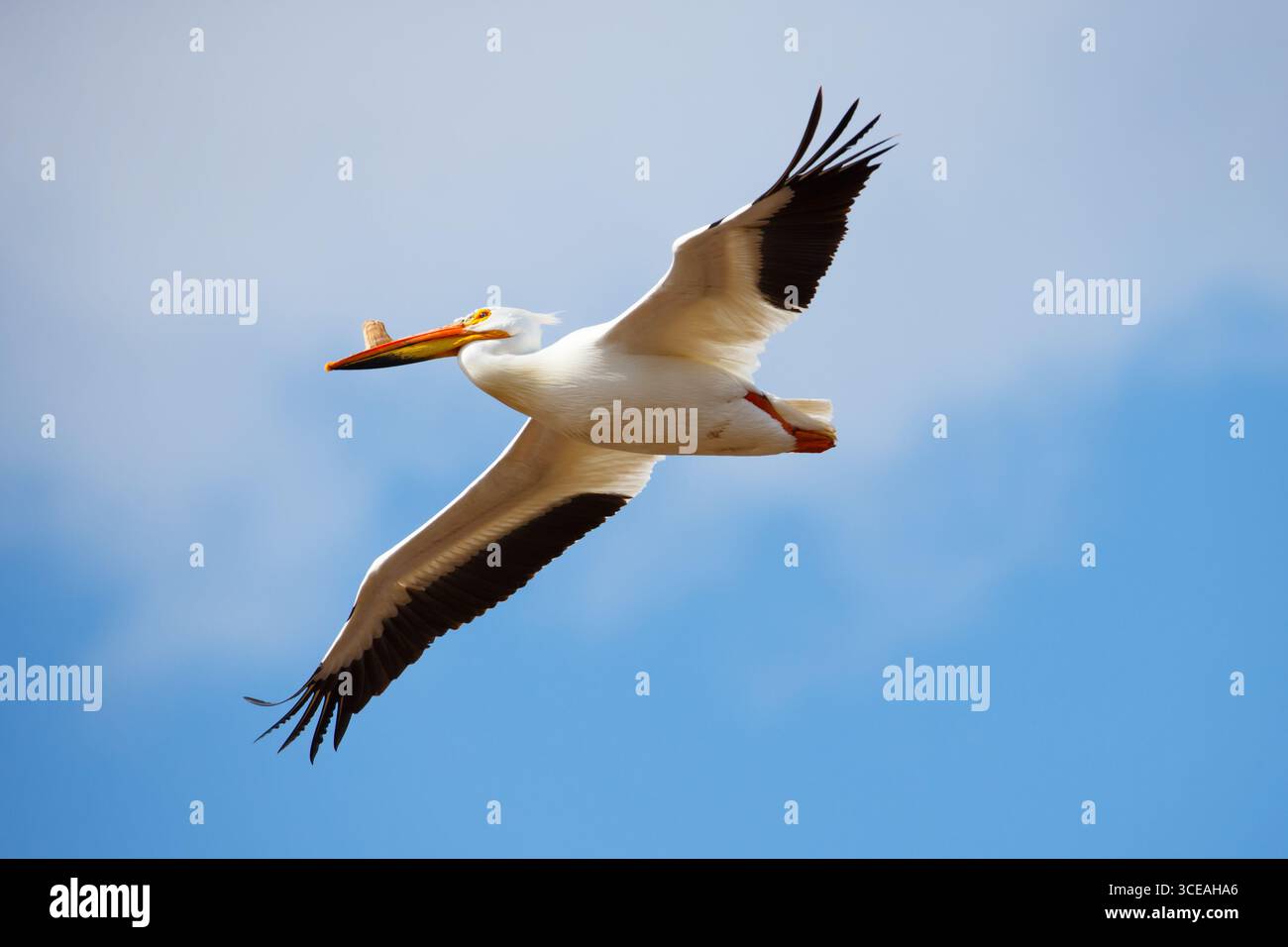 Le pélican blanc d'Amérique juvénile (Pelecanus erythrorhynchos) en vol. Minnesota du Nord, États-Unis. Banque D'Images