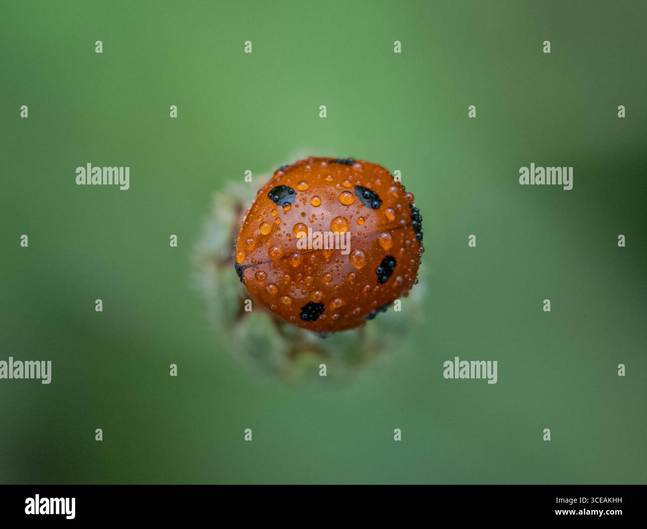 Gros plan d'une coccinelle couverte de gouttelettes d'eau sur fond vert, macro photographie d'insecte dans la nature Banque D'Images