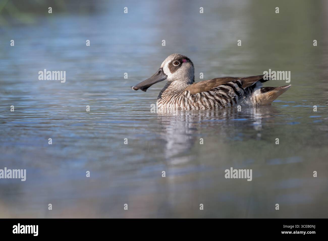 Un seul canard mâle à oreilles roses nage sur le rivage dans une piscine peu profonde, gardant un œil méfiant sur le danger. Banque D'Images