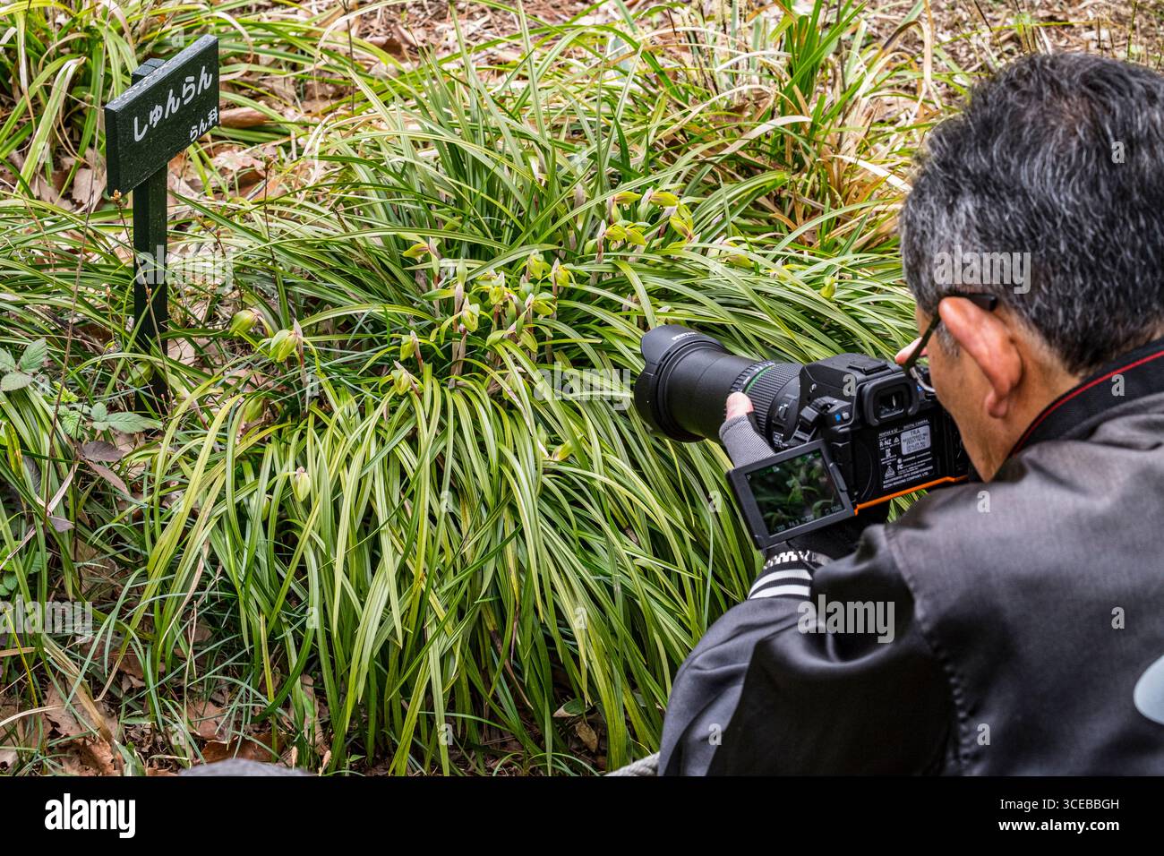 L'homme à l'aide d'un appareil photo reflex numérique photographier des fleurs dans l'Institut pour l'étude de la nature réserve naturelle en plein cœur de Tokyo avec la flore qui ha Banque D'Images