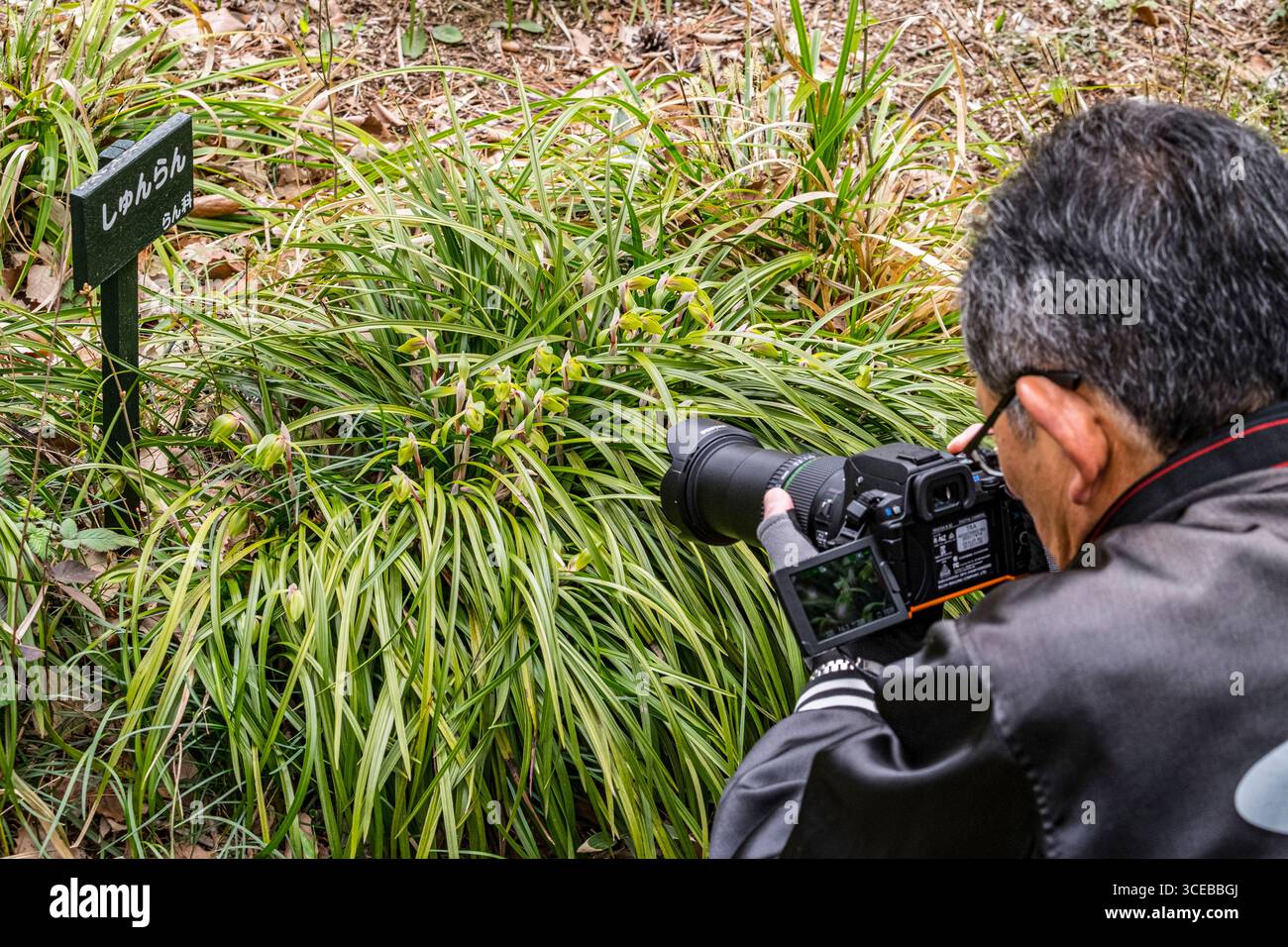 L'homme à l'aide d'un appareil photo reflex numérique photographier des fleurs dans l'Institut pour l'étude de la nature réserve naturelle en plein cœur de Tokyo avec la flore qui ha Banque D'Images