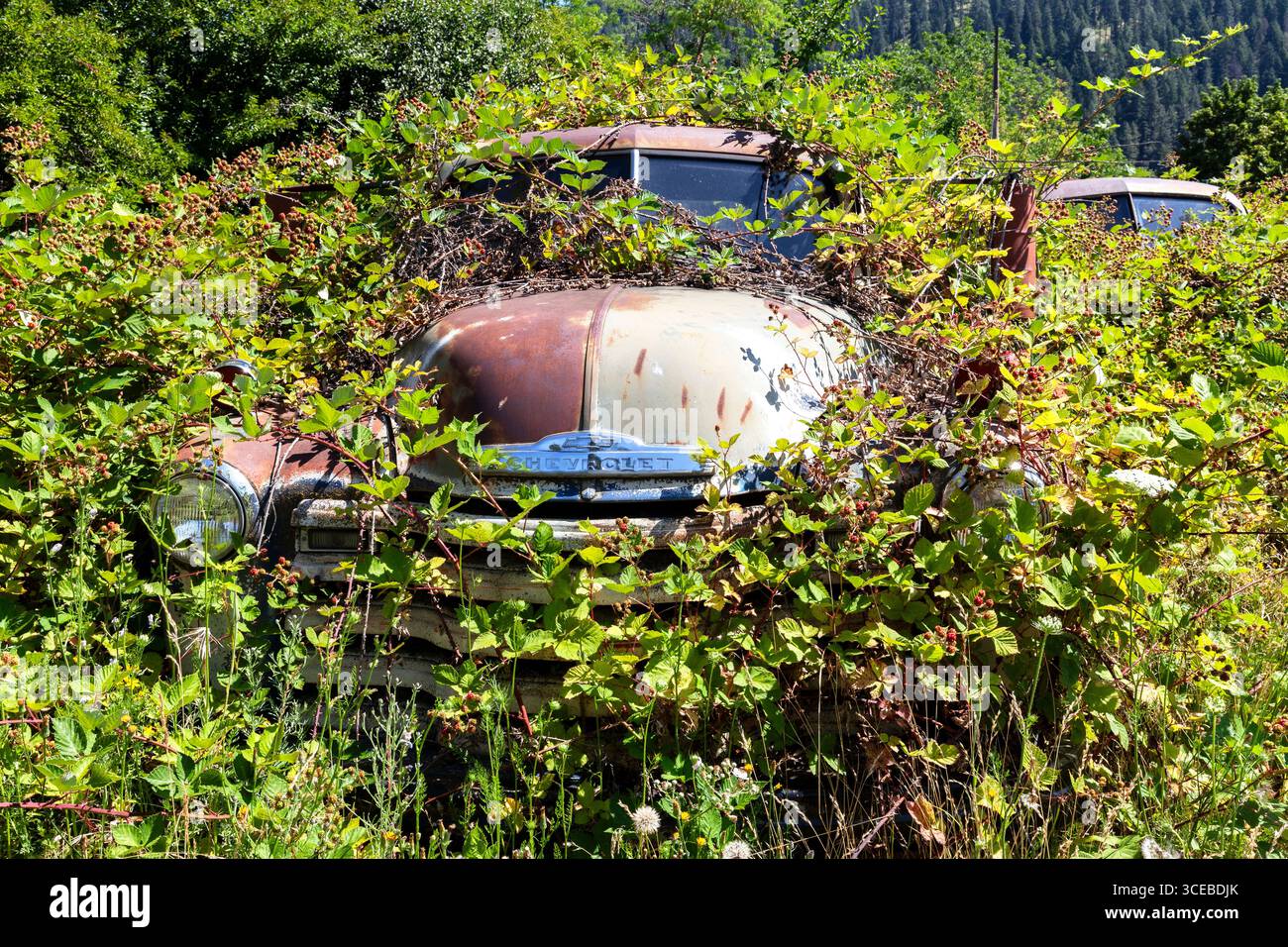 Un pick-up Chevrolet Advance-Design usé disparaît lentement sous des vignes de mûres et d'autres végétations dans le Nord-Ouest du Pacifique Banque D'Images