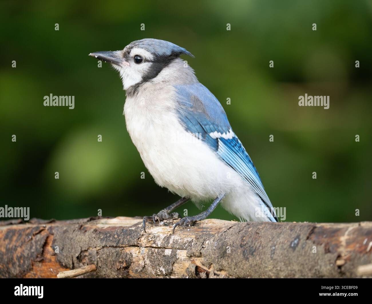 Gros plan extrême d'un jay bleu perché sur une branche d'arbre et photographié à l'état sauvage dans le Maine. L'image a un fond feuillu photographié avec un peu de profondeur Banque D'Images