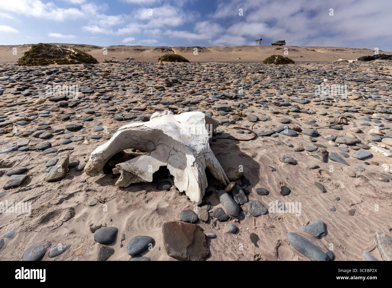 OS de baleine sur la plage dans le parc national de Skeleton Coast, Namibie, Afrique Banque D'Images