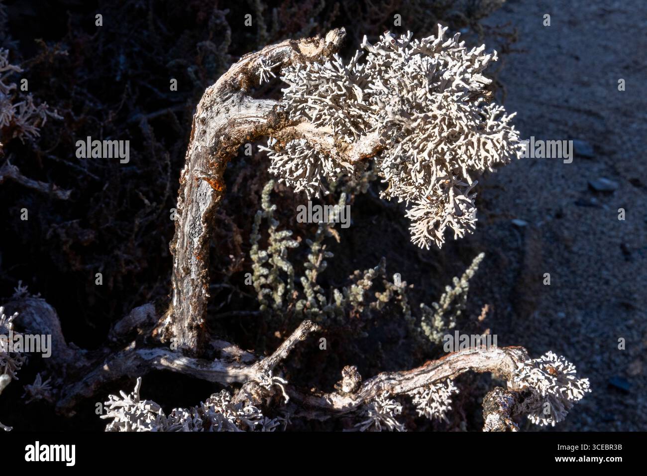 Lichen poussant près de la zone côtière de Luderitz, Namibie, Afrique Banque D'Images