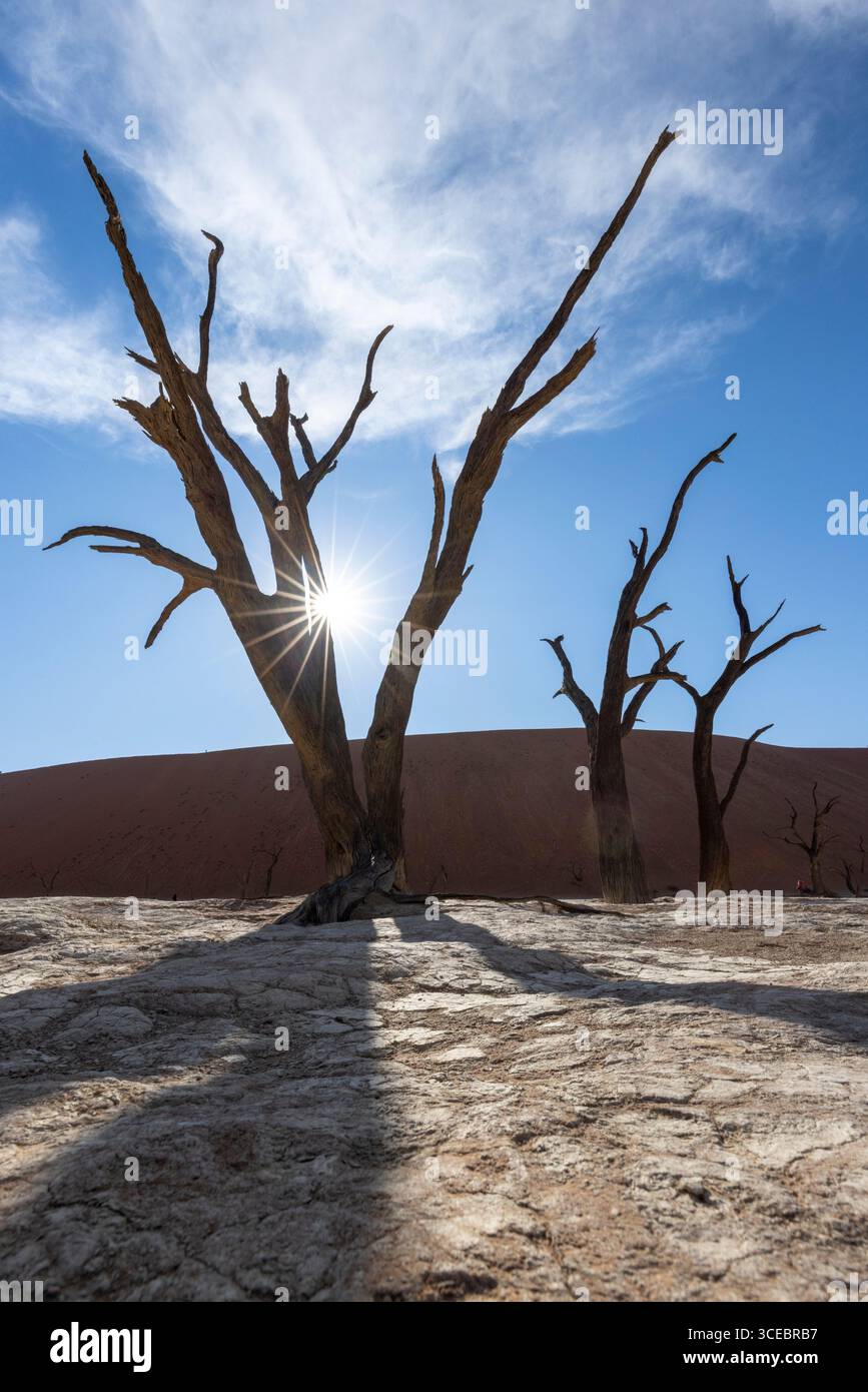 Sunburst brille à travers des camélidés morts dans le paysage surréaliste de Deadvlei - Parc National Namib-Naukluft, Namibie, Afrique Banque D'Images