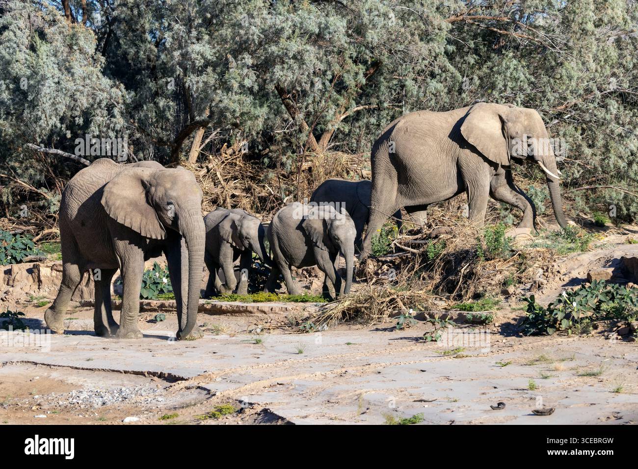 Éléphants d'Afrique (adapté au désert) - vallée de la rivière Hoanib, Namibie, Afrique Banque D'Images