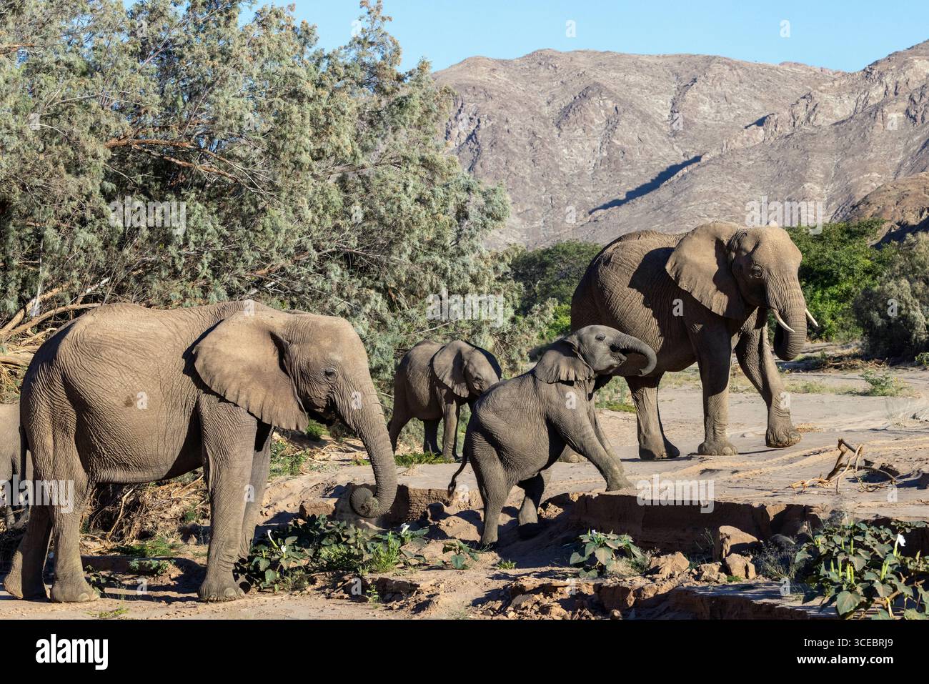 Éléphants d'Afrique (adapté au désert) - vallée de la rivière Hoanib, Namibie, Afrique Banque D'Images