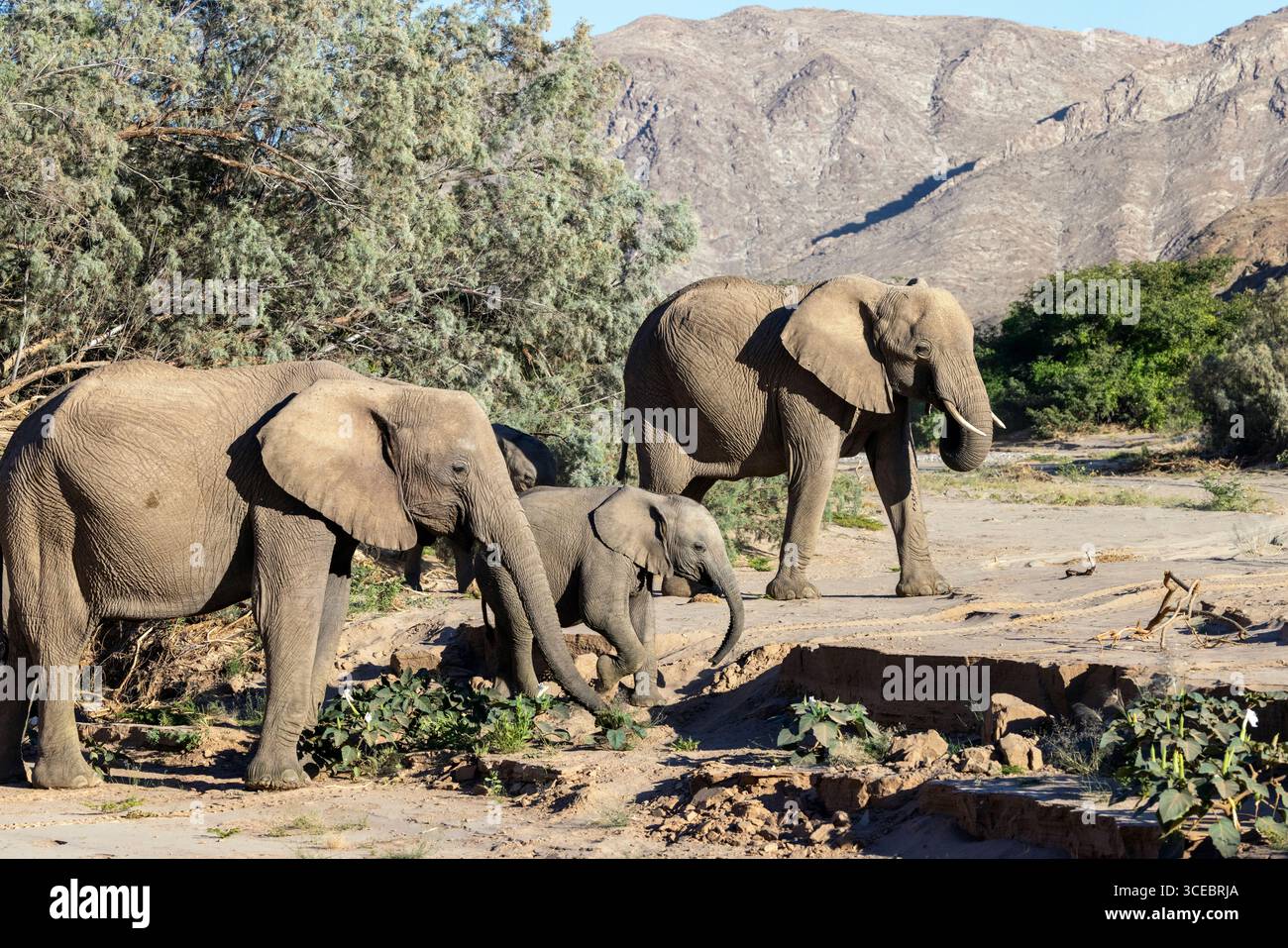 Éléphants d'Afrique (adapté au désert) - vallée de la rivière Hoanib, Namibie, Afrique Banque D'Images