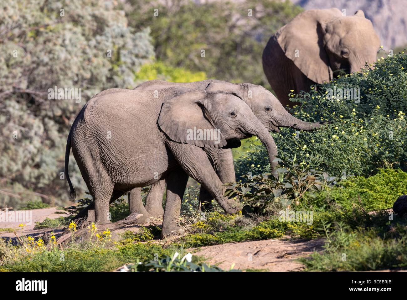Éléphants d'Afrique (adapté au désert) - vallée de la rivière Hoanib, Namibie, Afrique Banque D'Images