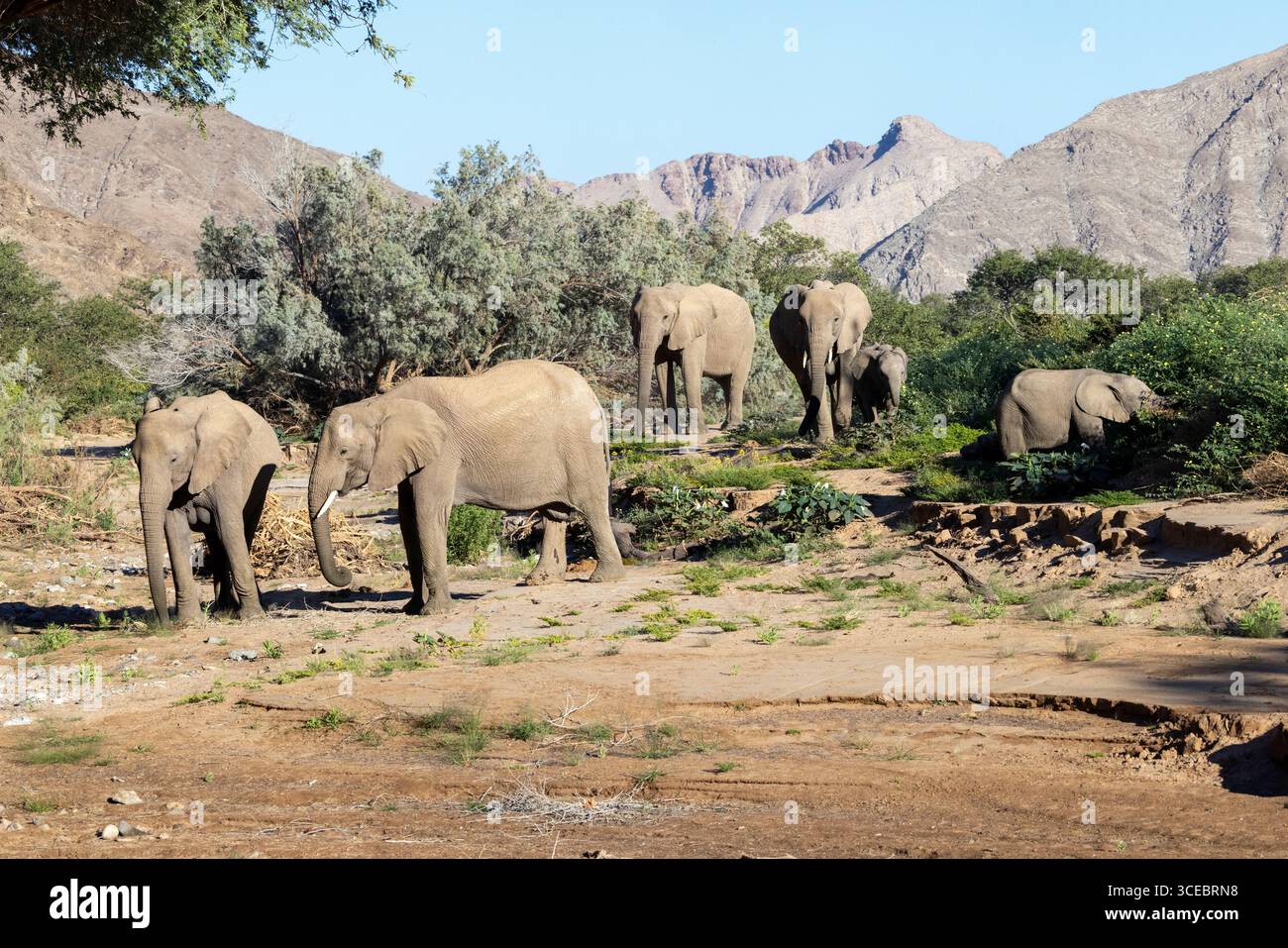 Éléphants d'Afrique (adapté au désert) - vallée de la rivière Hoanib, Namibie, Afrique Banque D'Images