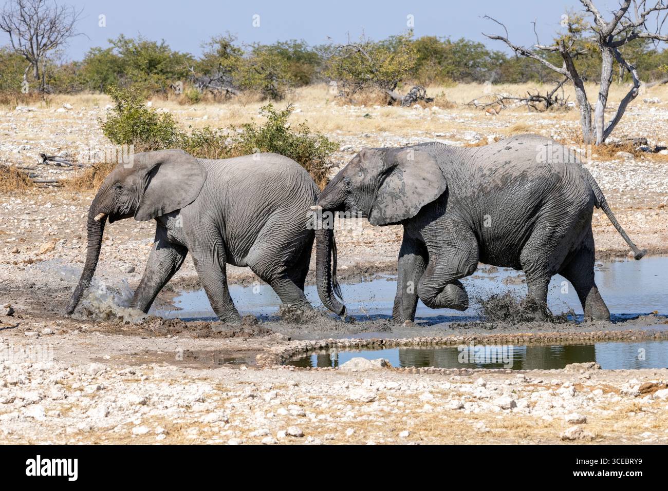 Éléphant d'Afrique (Loxodonta Africana) au trou d'eau - réserve privée d'Ongava, Namibie, Afrique Banque D'Images