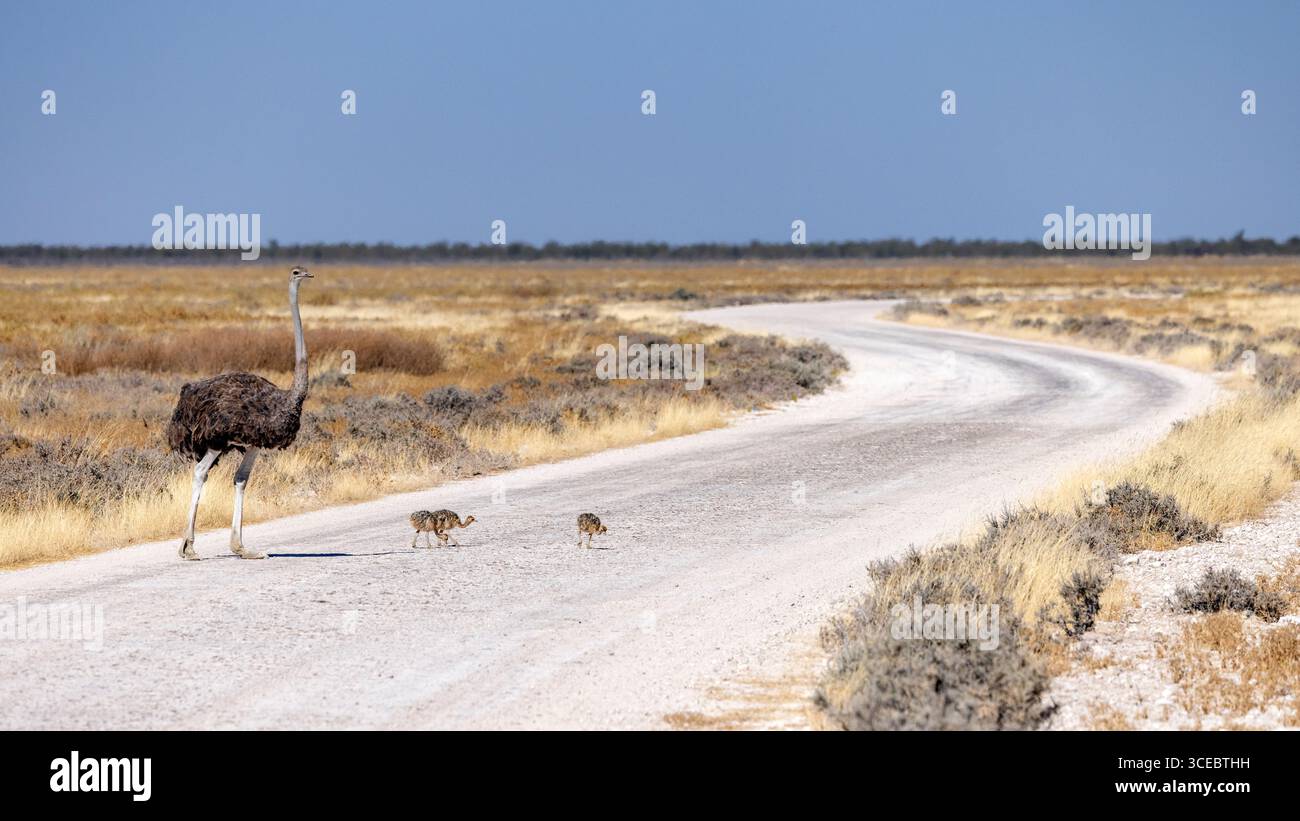 Femelle autruche commune (Struthio camelus) traversant la route avec des poussins dans le parc national d'Etosha, Namibie, Afrique Banque D'Images