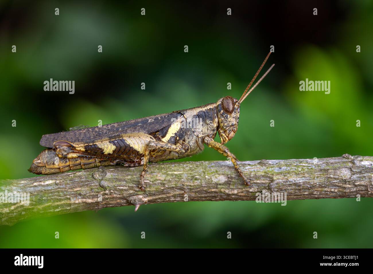 Sauterelle asiatique - Xenocatantops humilis, belle grande sauterelle brune et verte des prairies et buissons d'Asie du Sud-est, Vietnam. Banque D'Images