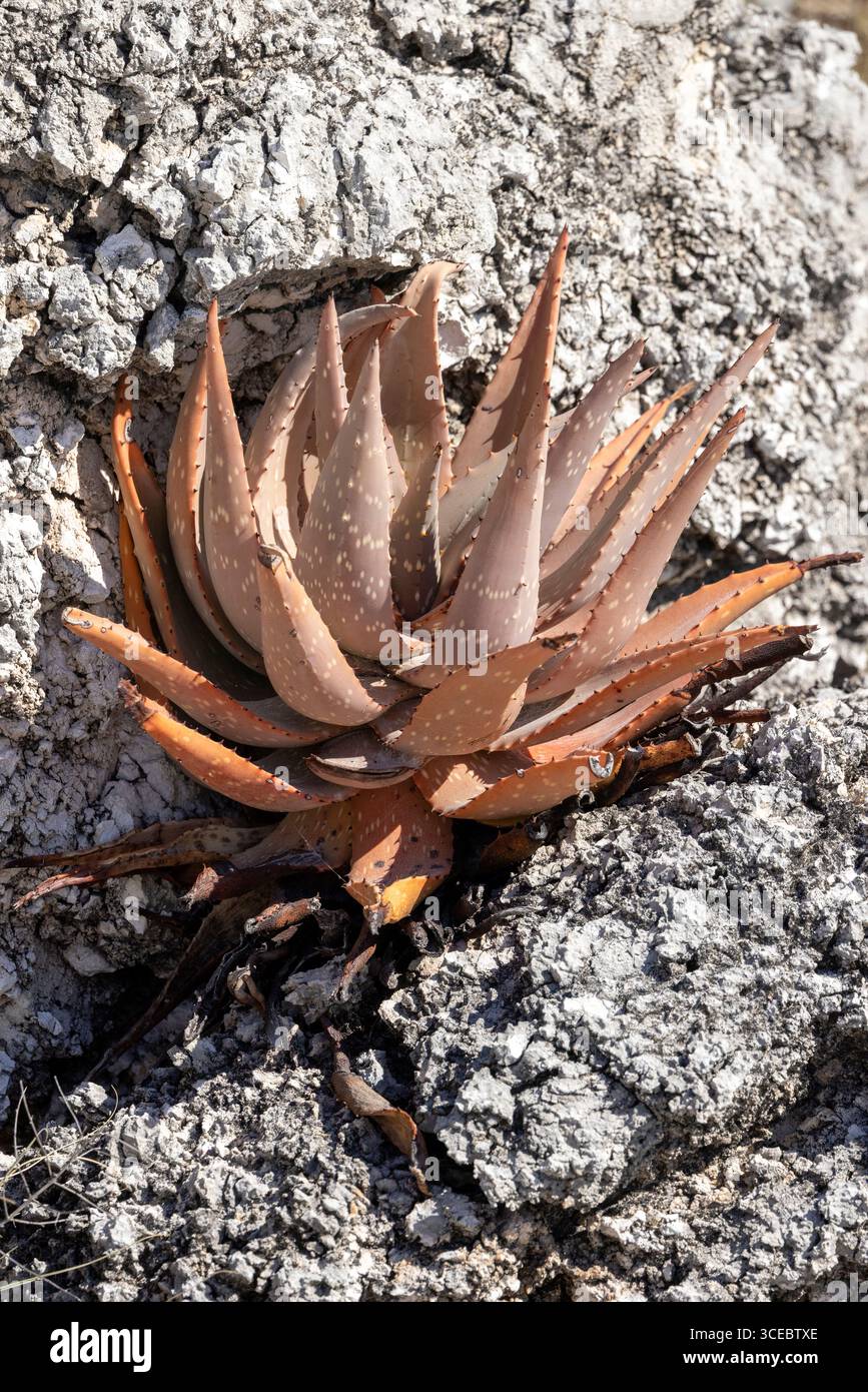 Plante d'aloès colorée poussant dans le parc national d'Etosha - Namibie, Afrique Banque D'Images