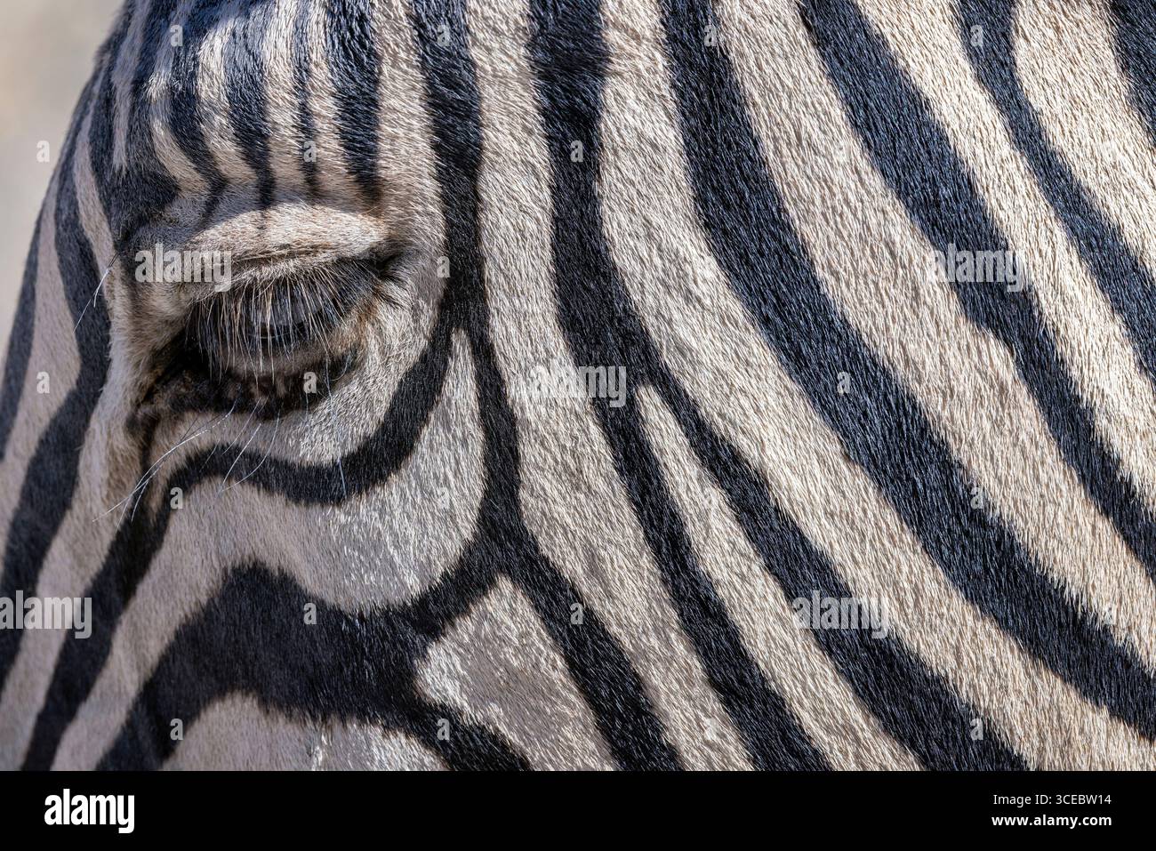 Gros plan du zèbre de Burchell (Equus quagga burchellii) dans le parc national d'Etosha - Namibie, Afrique Banque D'Images