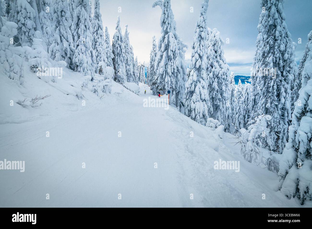 Magnifique paysage hivernal couvert de neige et étroite piste de ski spectaculaire entre les pins enneigés, Poiana Brasov, Carpates, Roumanie, Europe Banque D'Images