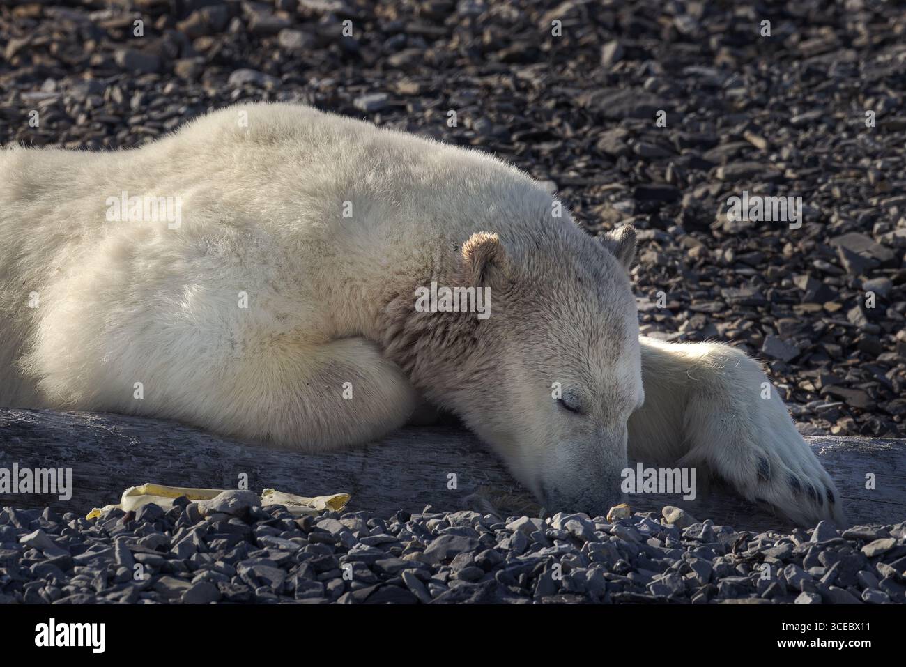 Un ours polaire repose sur une bûche sur une plage du Svalbard avec un fragment de plastique jaune à proximité. Banque D'Images
